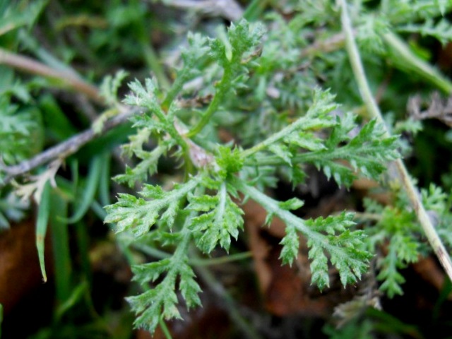 Cota tinctoria / Camomilla per tintori